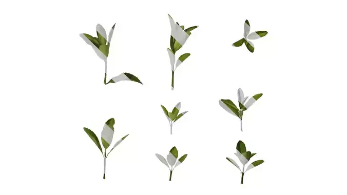 Anydrafts Buxus sinica Leaf 08