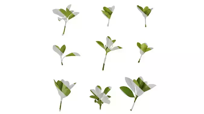 Anydrafts Buxus sinica Leaf 10