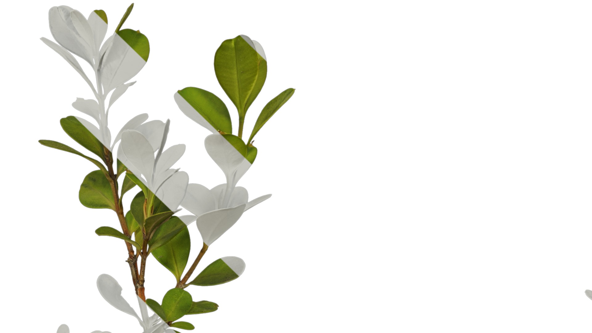 Anydrafts Buxus sinica parvifolia Atlas 05 Texture_1