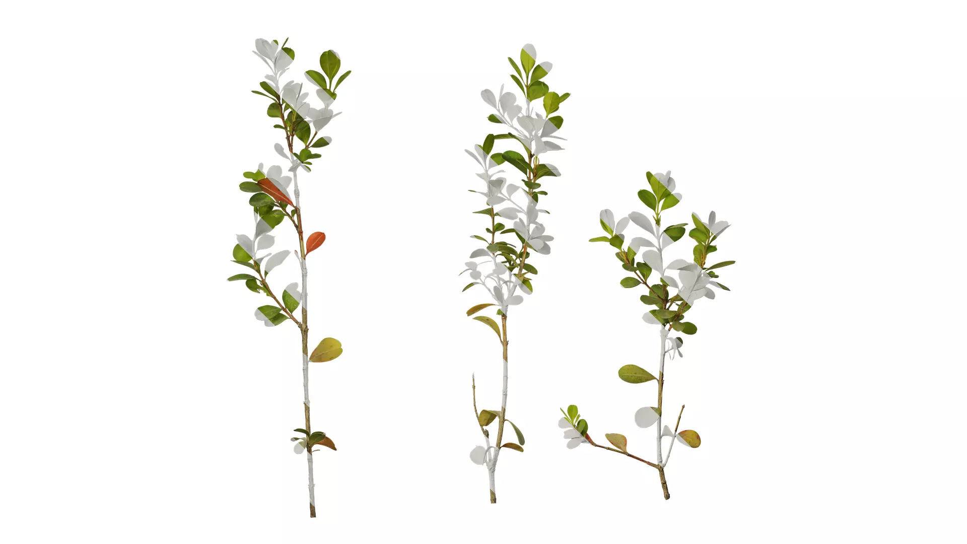 Anydrafts Buxus sinica parvifolia Atlas 05 Texture_0