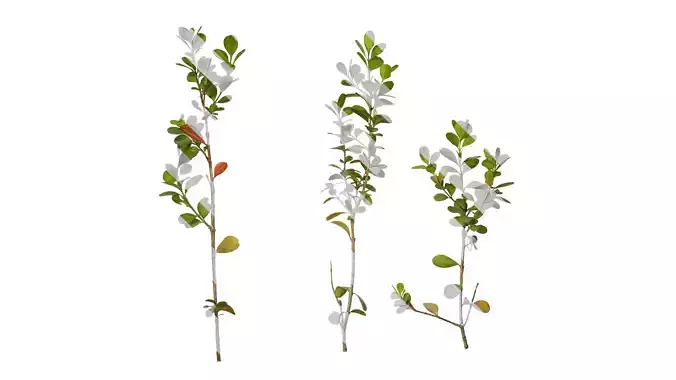 Anydrafts Buxus sinica parvifolia Atlas 05