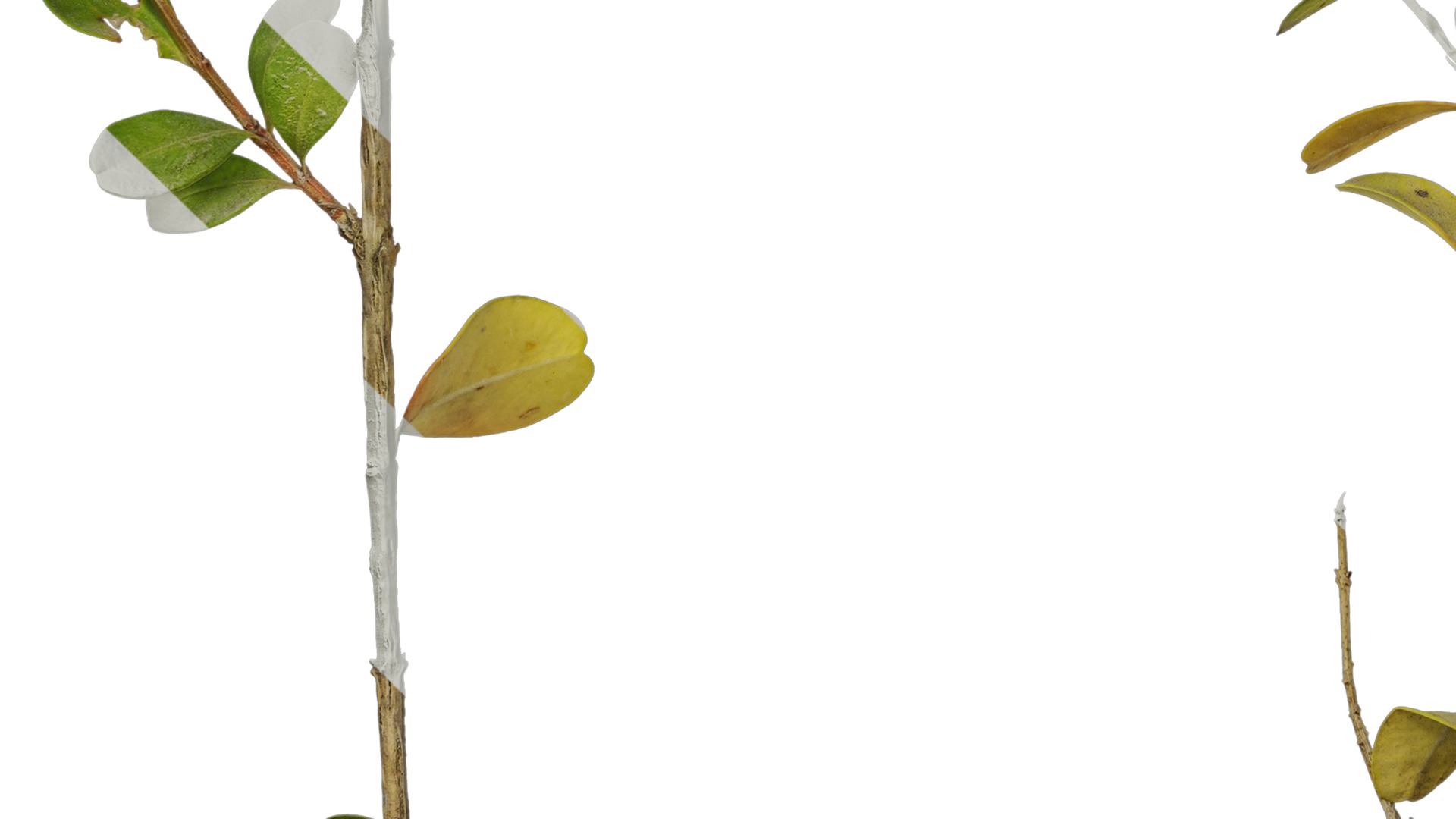 Anydrafts Buxus sinica parvifolia Atlas 05 Texture_5