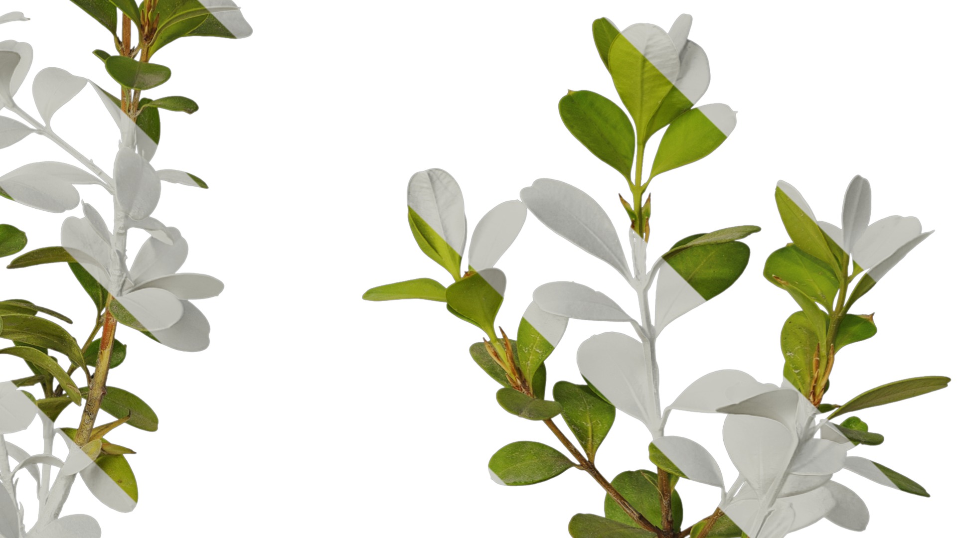 Anydrafts Buxus sinica parvifolia Atlas 05 Texture_4