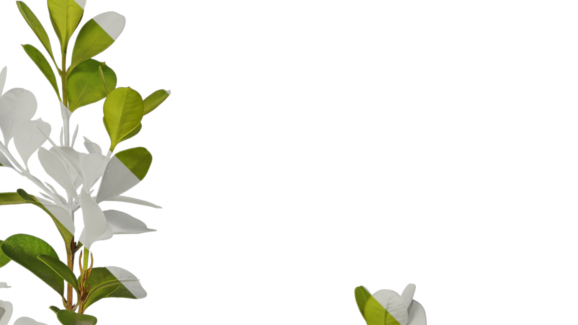 Anydrafts Buxus sinica parvifolia Atlas 05 Texture_2