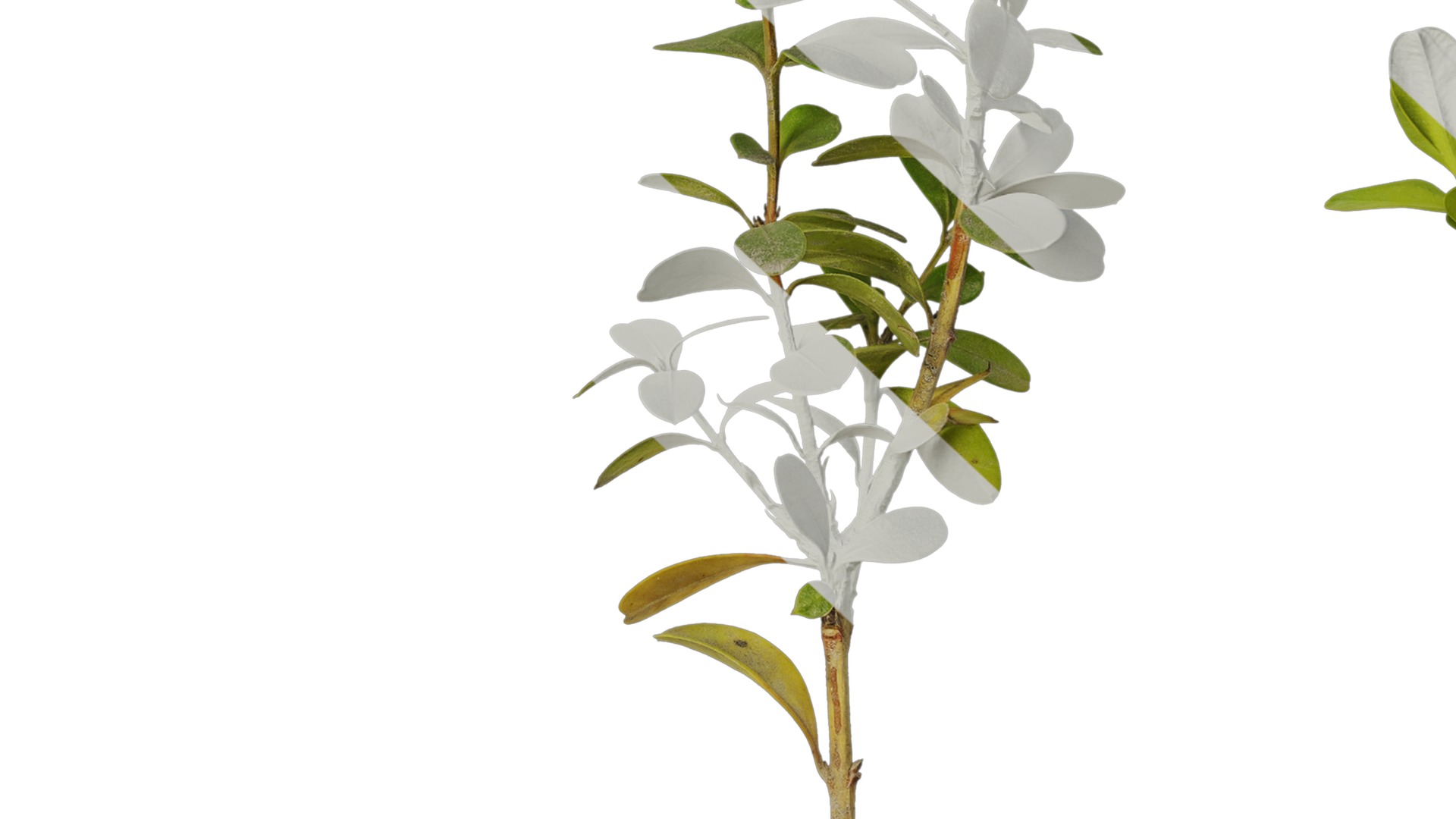 Anydrafts Buxus sinica parvifolia Atlas 05 Texture_7