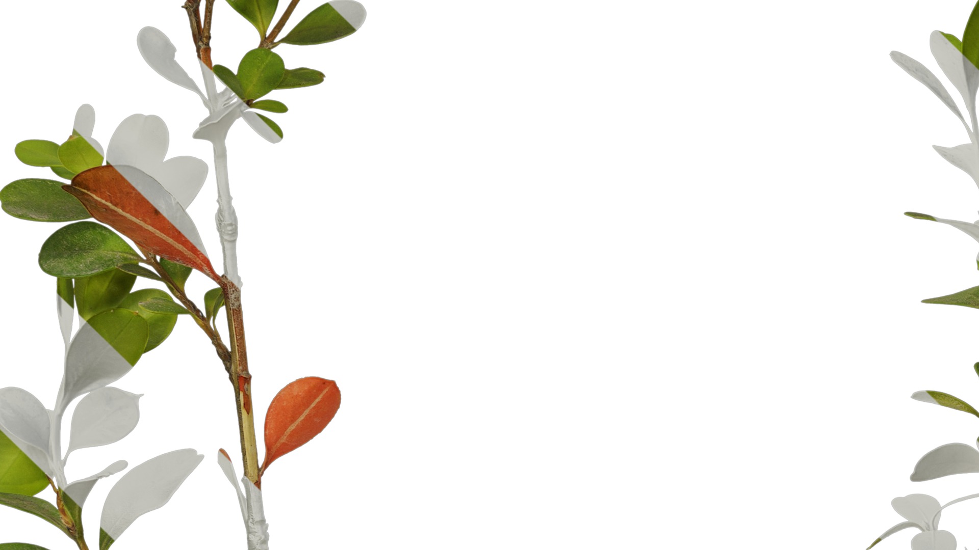 Anydrafts Buxus sinica parvifolia Atlas 05 Texture_3