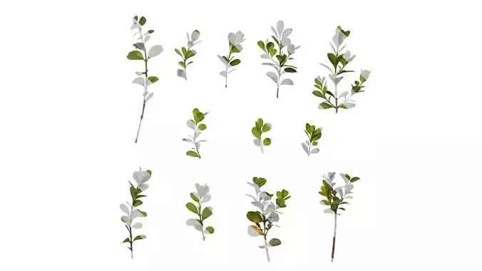 Anydrafts Buxus sinica parvifolia Atlas 07