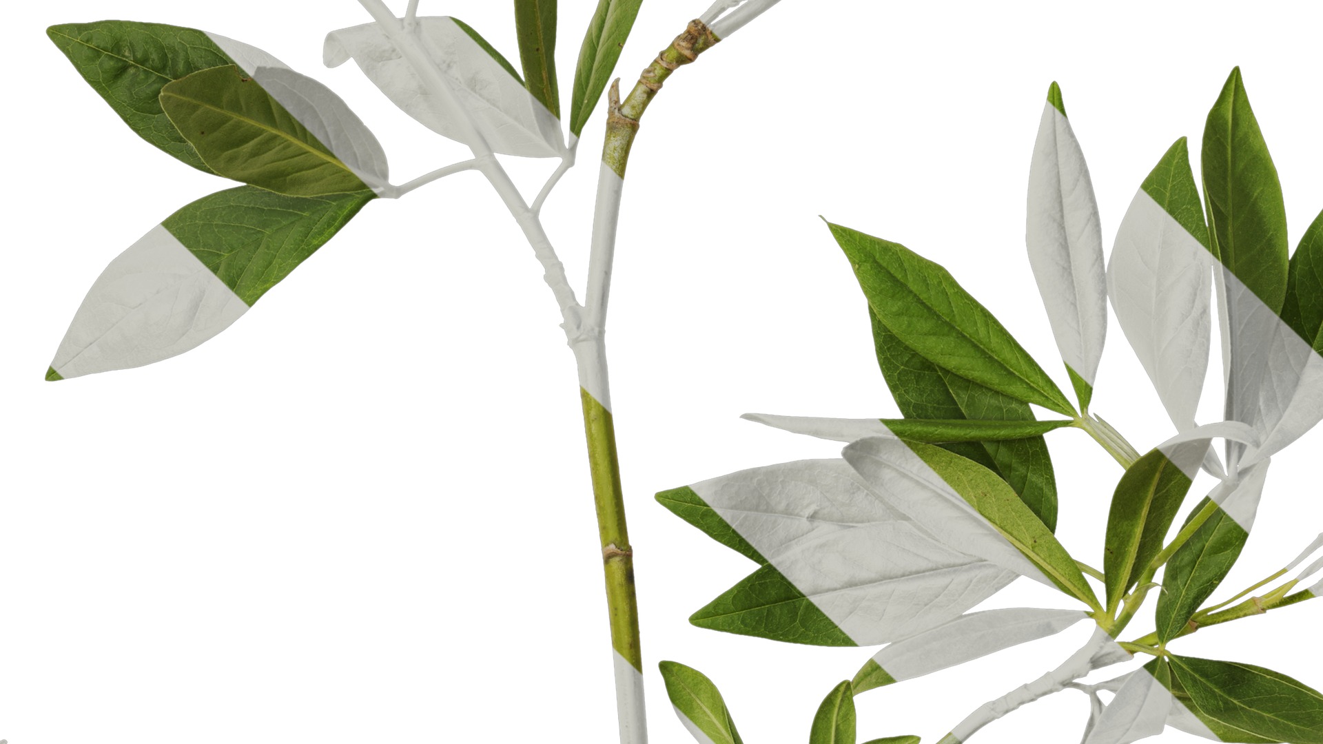 Anydrafts Cajanus cajan Atlas 01 Texture_7