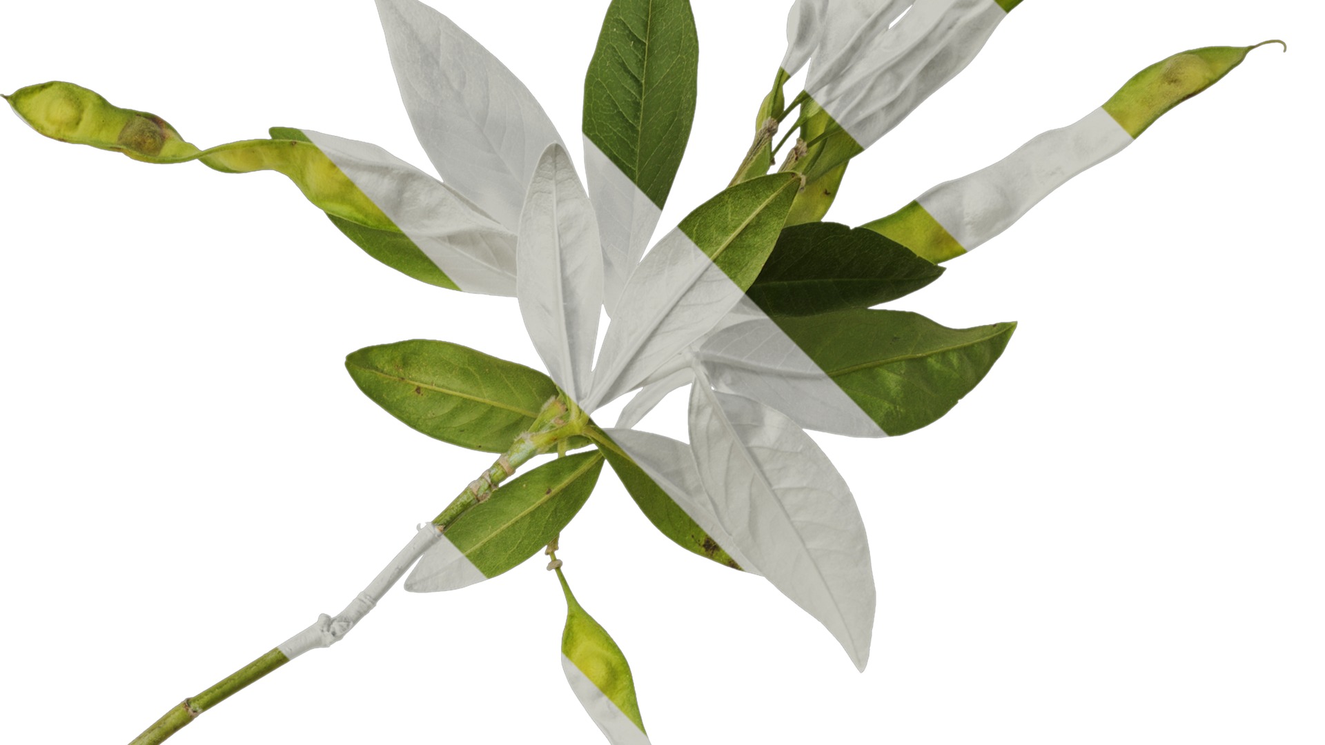 Anydrafts Cajanus cajan Atlas 01 Texture_2