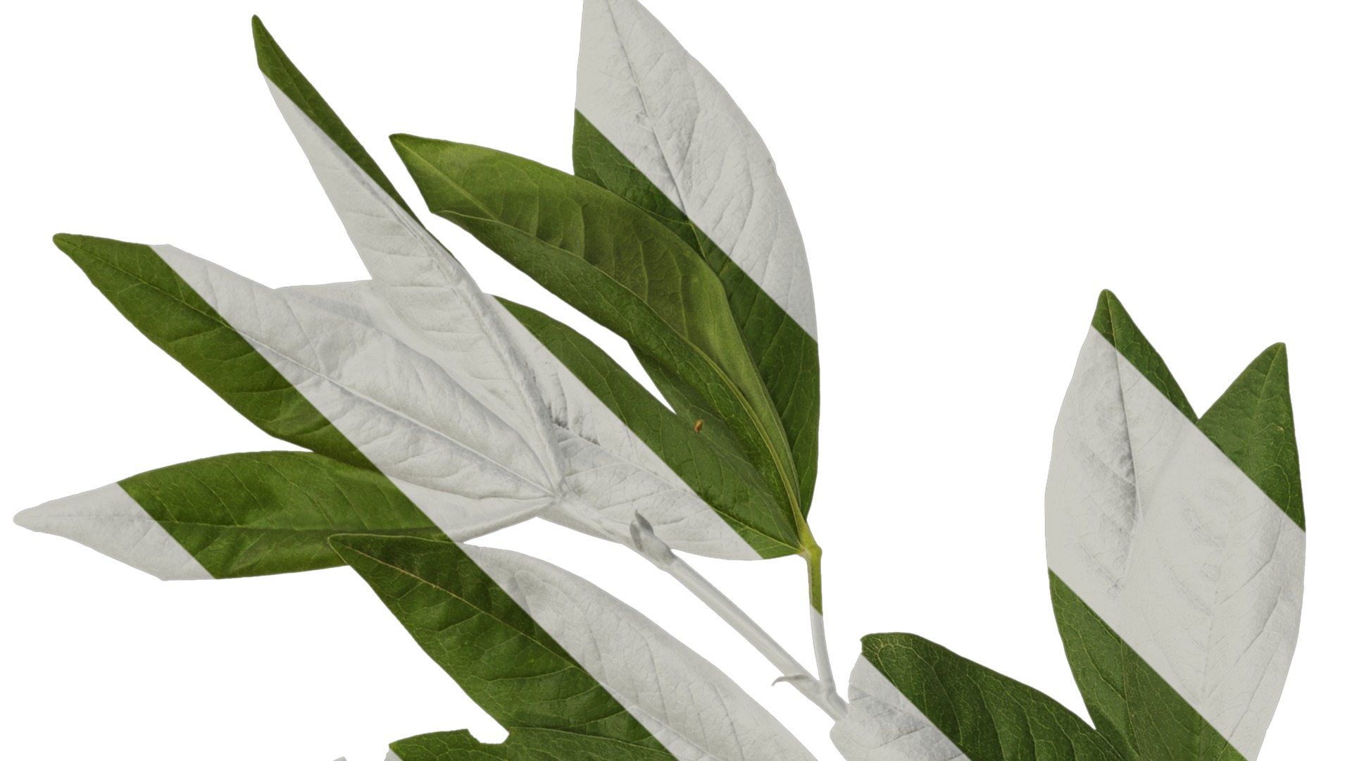 Anydrafts Cajanus cajan Atlas 01 Texture_1