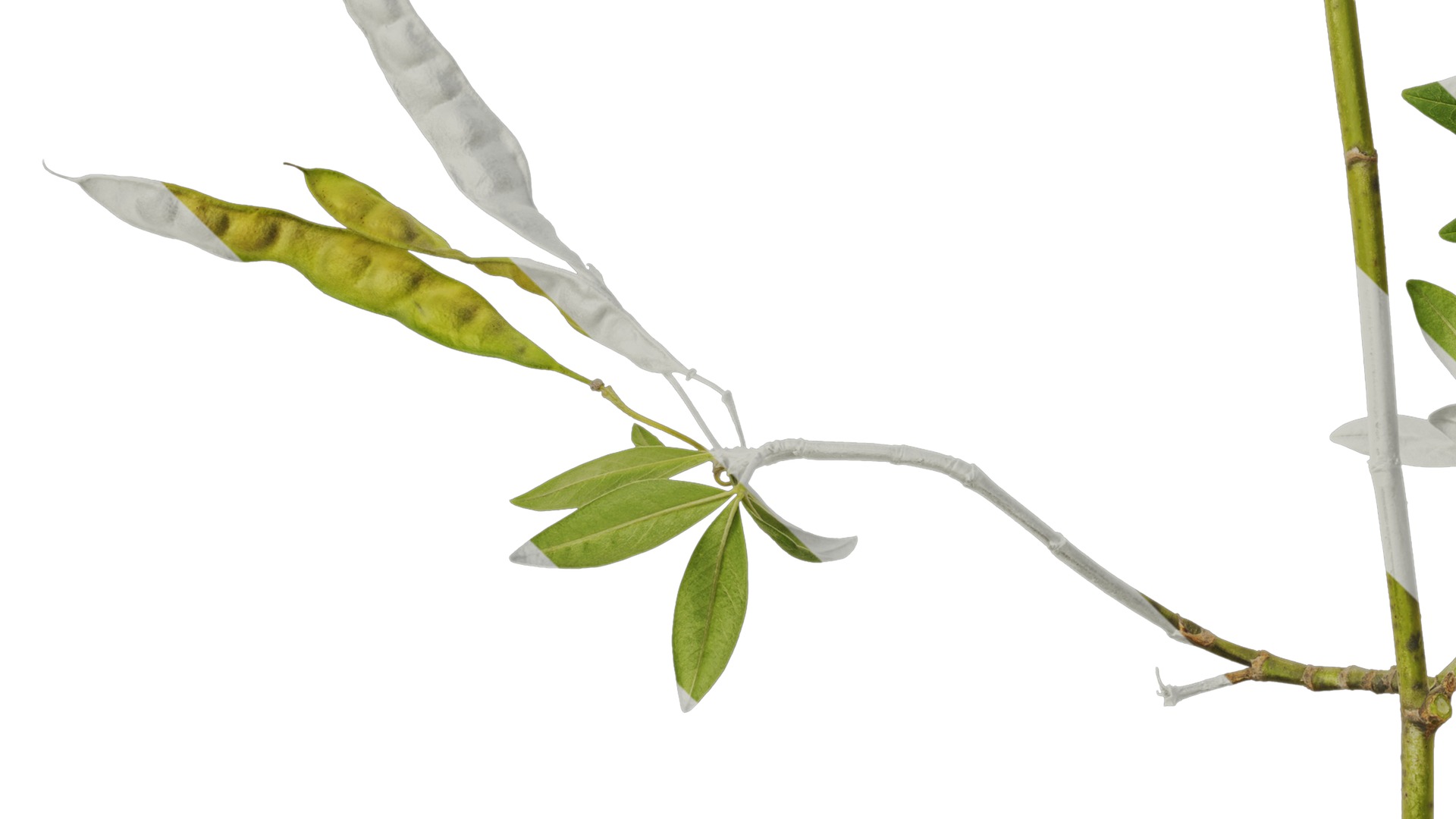 Anydrafts Cajanus cajan Atlas 01 Texture_5