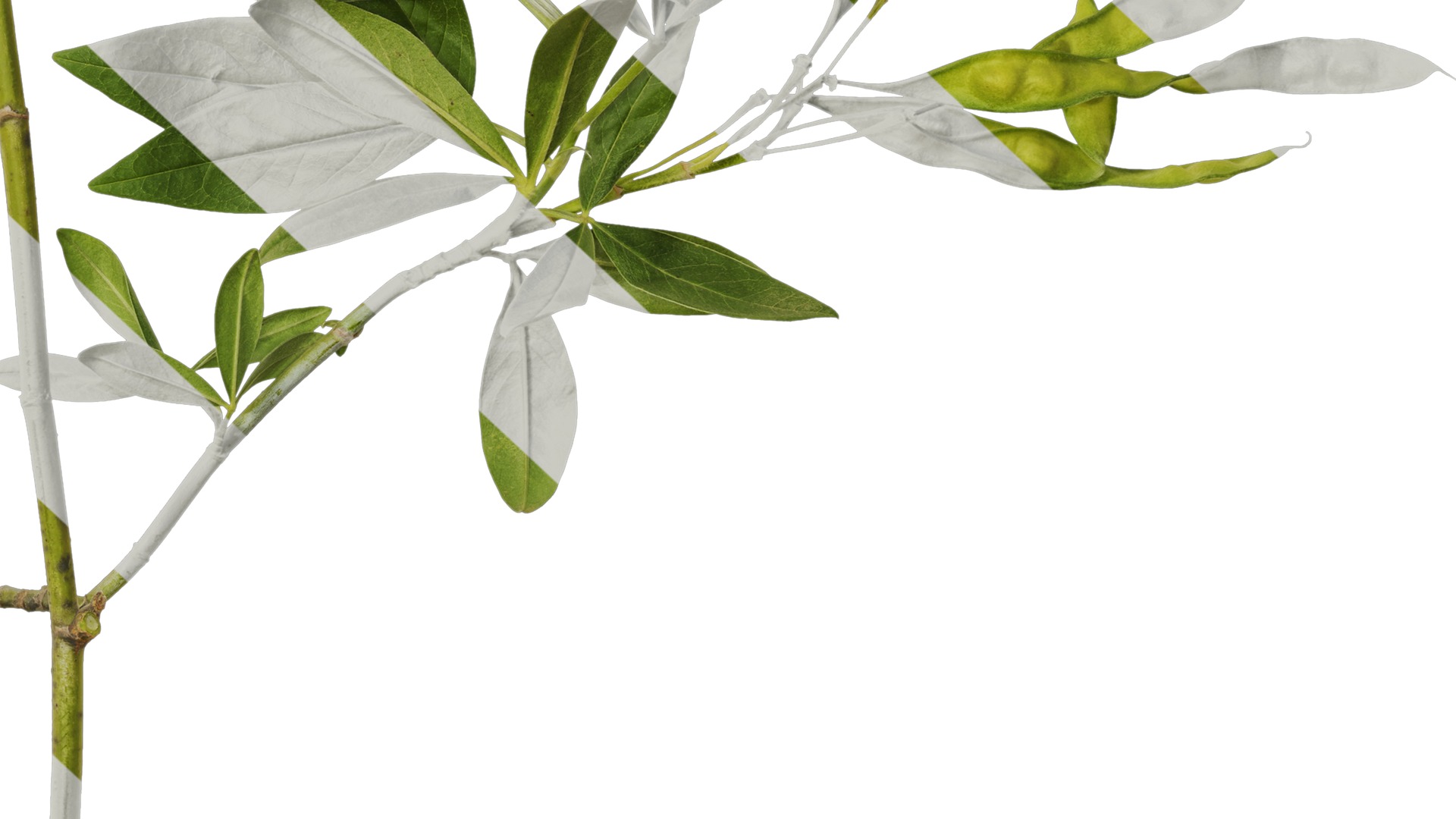 Anydrafts Cajanus cajan Atlas 01 Texture_6