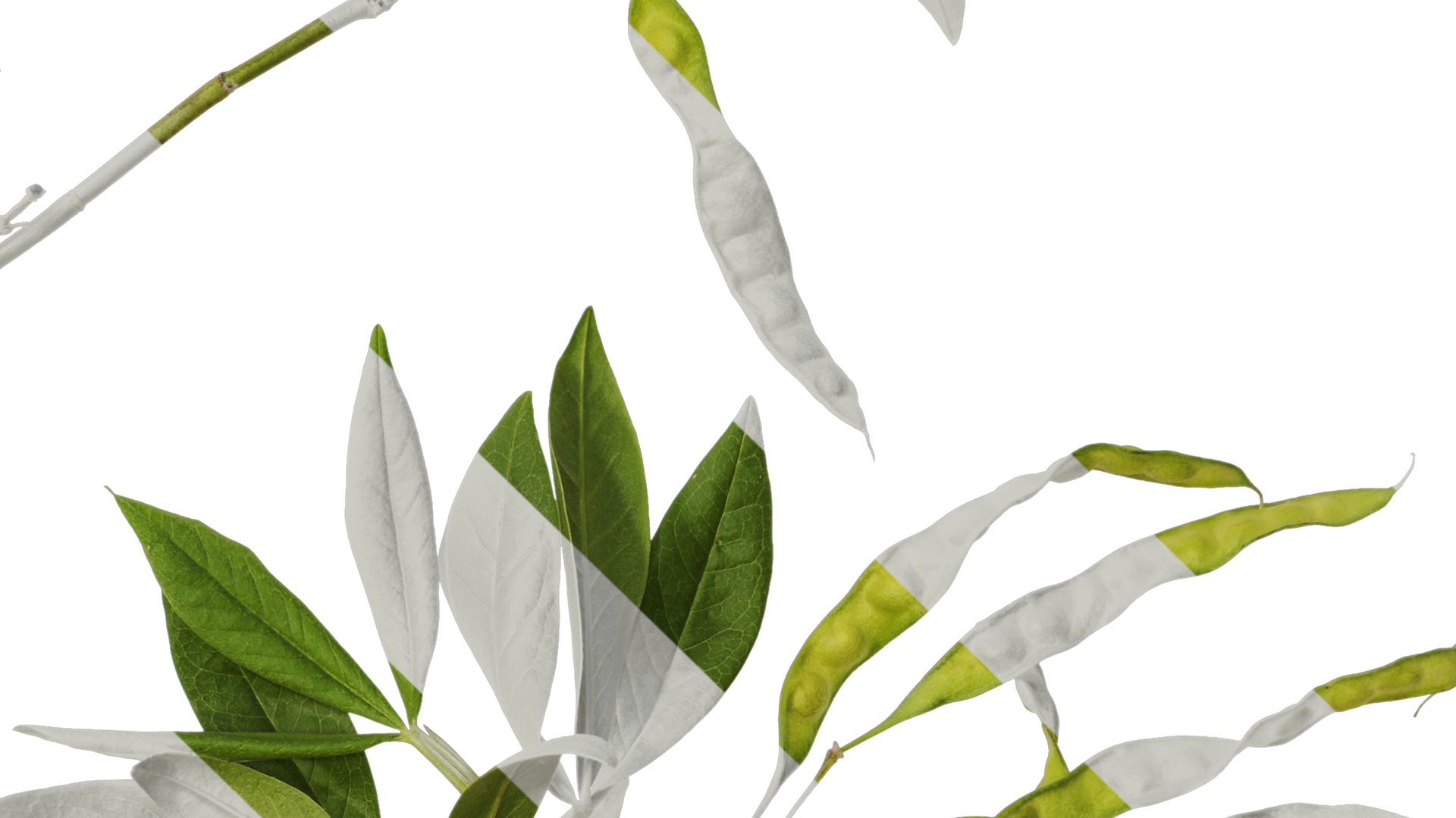 Anydrafts Cajanus cajan Atlas 01 Texture_4