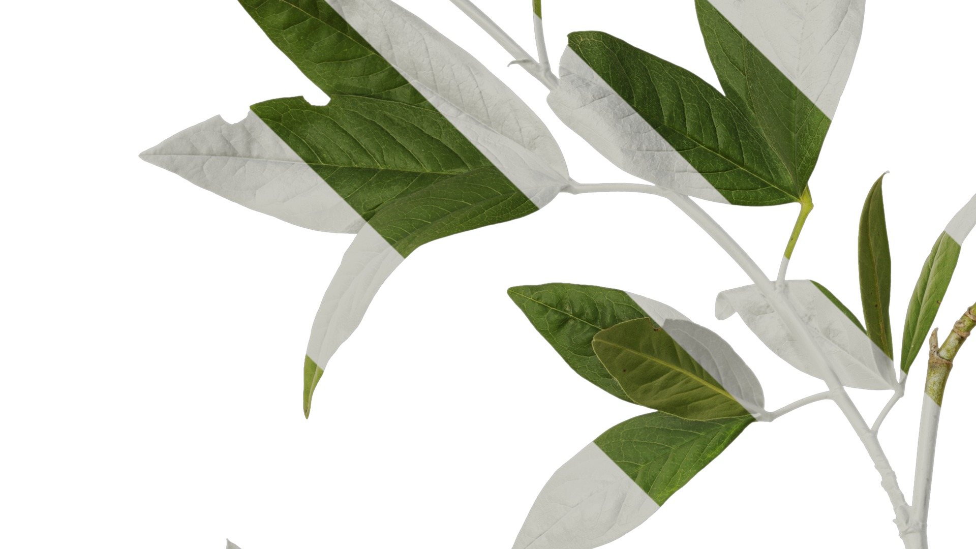 Anydrafts Cajanus cajan Atlas 01 Texture_3