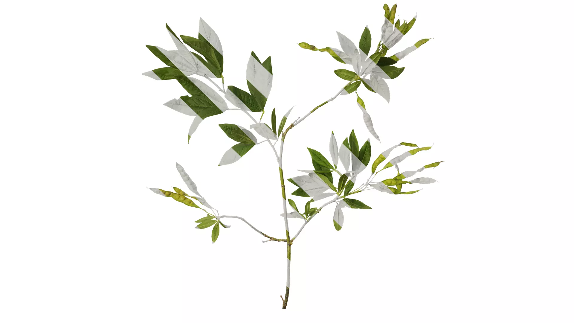 Anydrafts Cajanus cajan Atlas 01 Texture_0