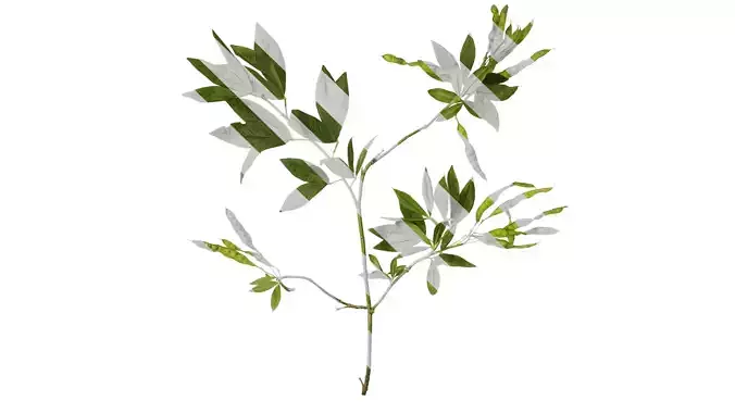 Anydrafts Cajanus cajan Atlas 01