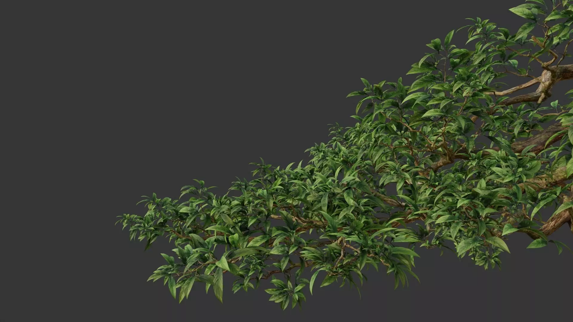 branch tree  3D model_0