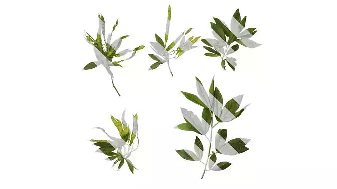 Anydrafts Cajanus cajan Atlas 02