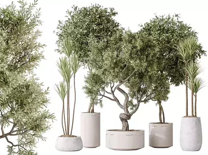 AV Indoor plants set160 Olive and Yucca and Ficus Bonsai Ginseng