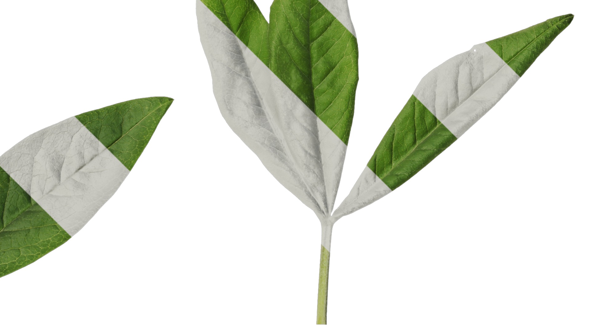 Anydrafts Cajanus cajan Atlas 03 Texture_2