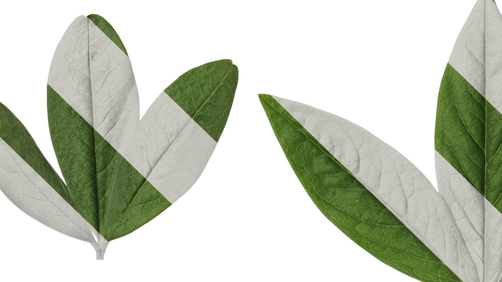 Anydrafts Cajanus cajan Atlas 03 Texture_1