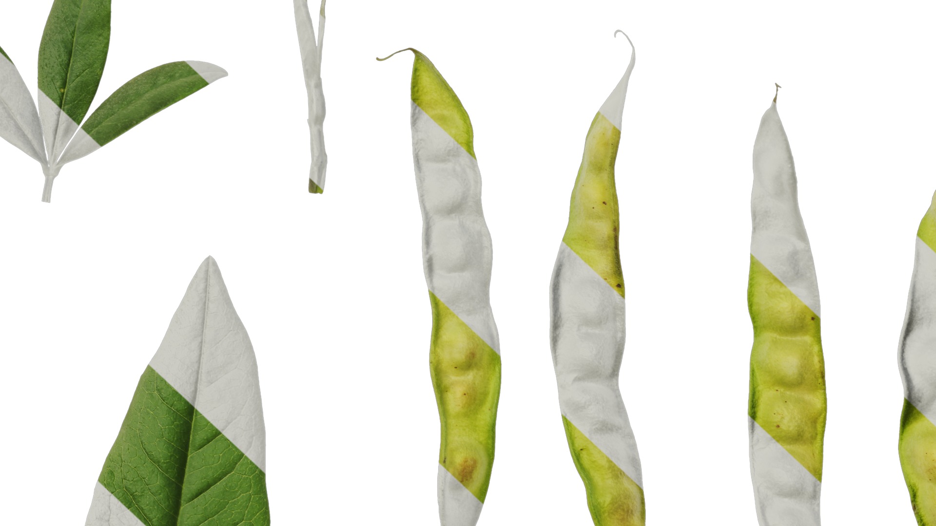 Anydrafts Cajanus cajan Atlas 03 Texture_7