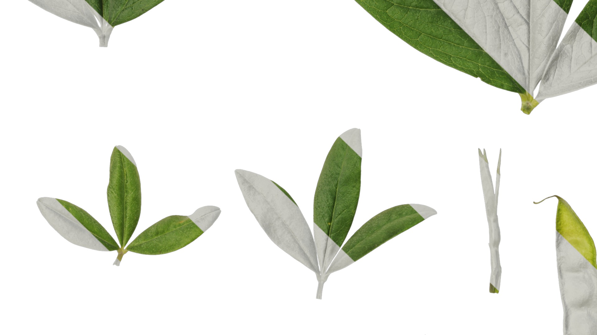 Anydrafts Cajanus cajan Atlas 03 Texture_3