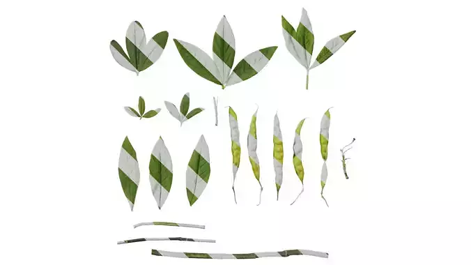 Anydrafts Cajanus cajan Atlas 03