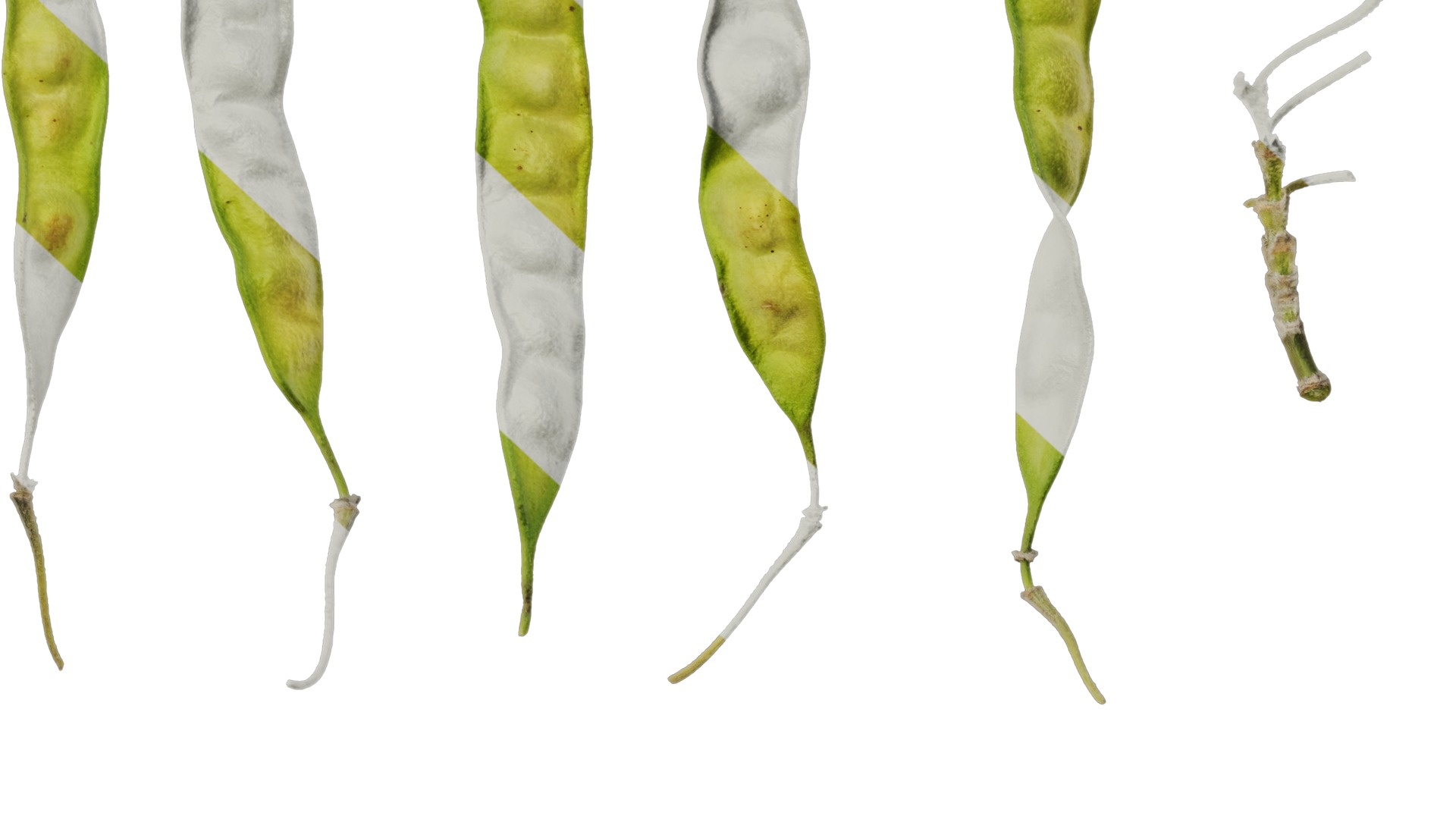 Anydrafts Cajanus cajan Atlas 03 Texture_6