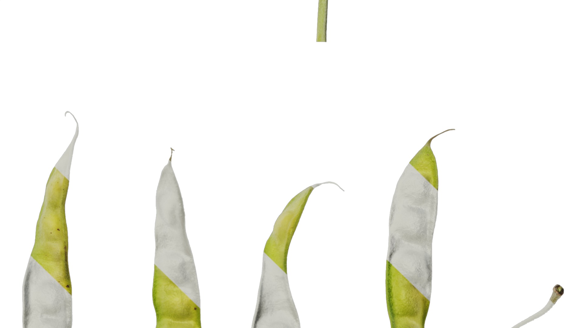 Anydrafts Cajanus cajan Atlas 03 Texture_4