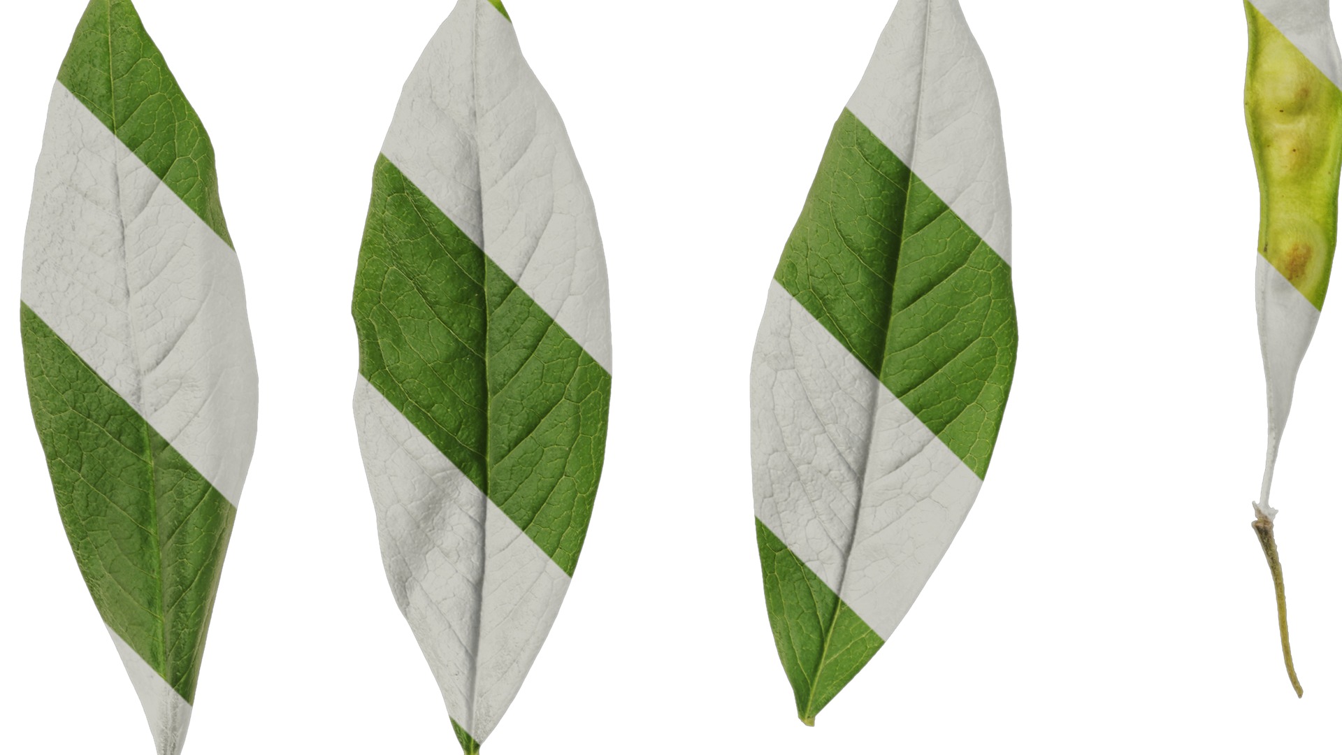 Anydrafts Cajanus cajan Atlas 03 Texture_5