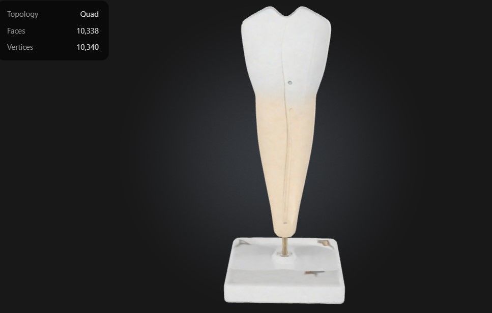 3D Model of Lower Single-Root Pre-Molar Tooth 3D print model_7