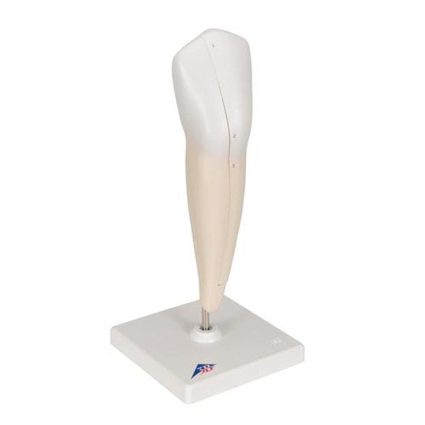 3D Model of Lower Single-Root Pre-Molar Tooth 3D print model_8