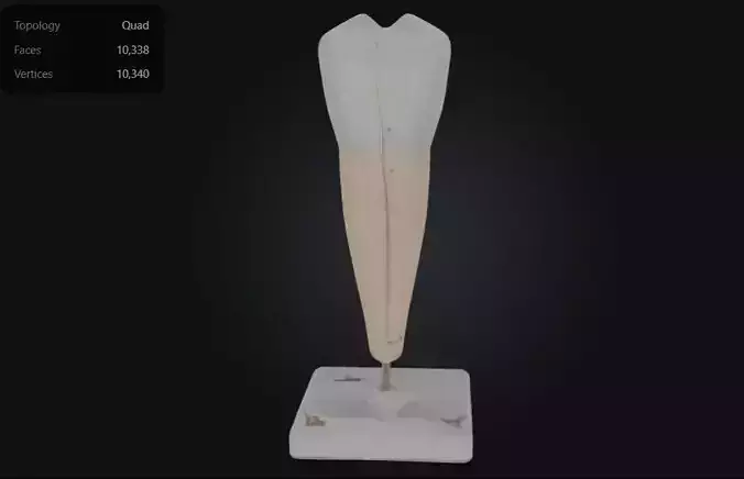 3D Model of Lower Single-Root Pre-Molar Tooth 3D print model