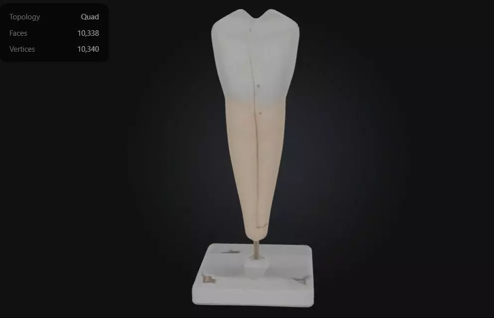 3D Model of Lower Canine Tooth 3D print model_0