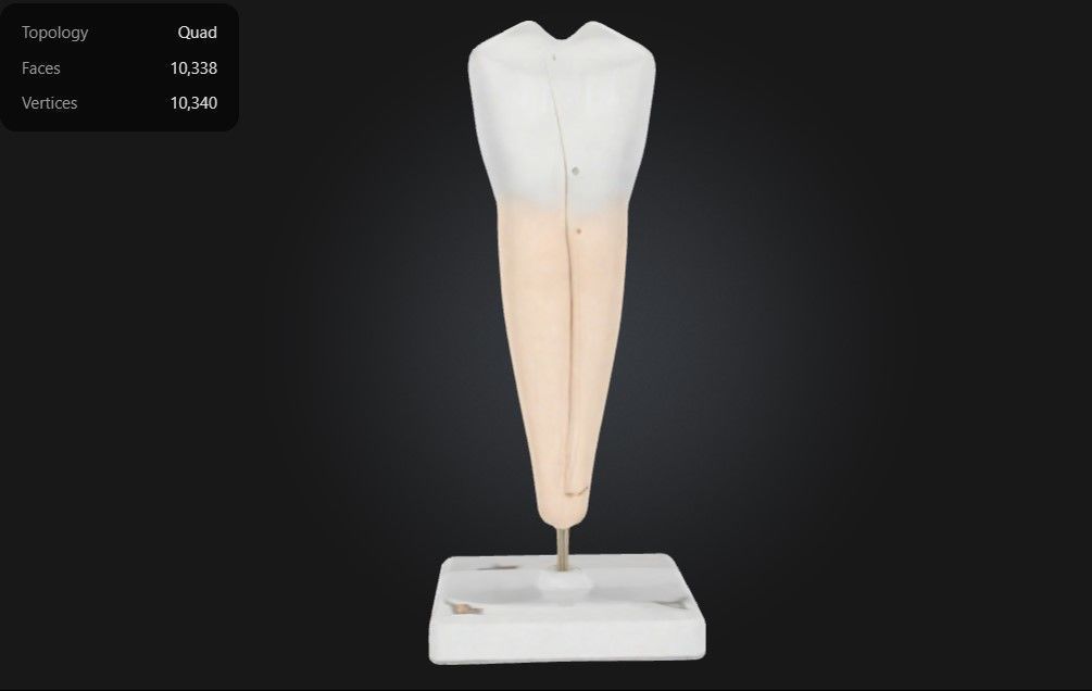 3D Model of Lower Canine Tooth 3D print model_6