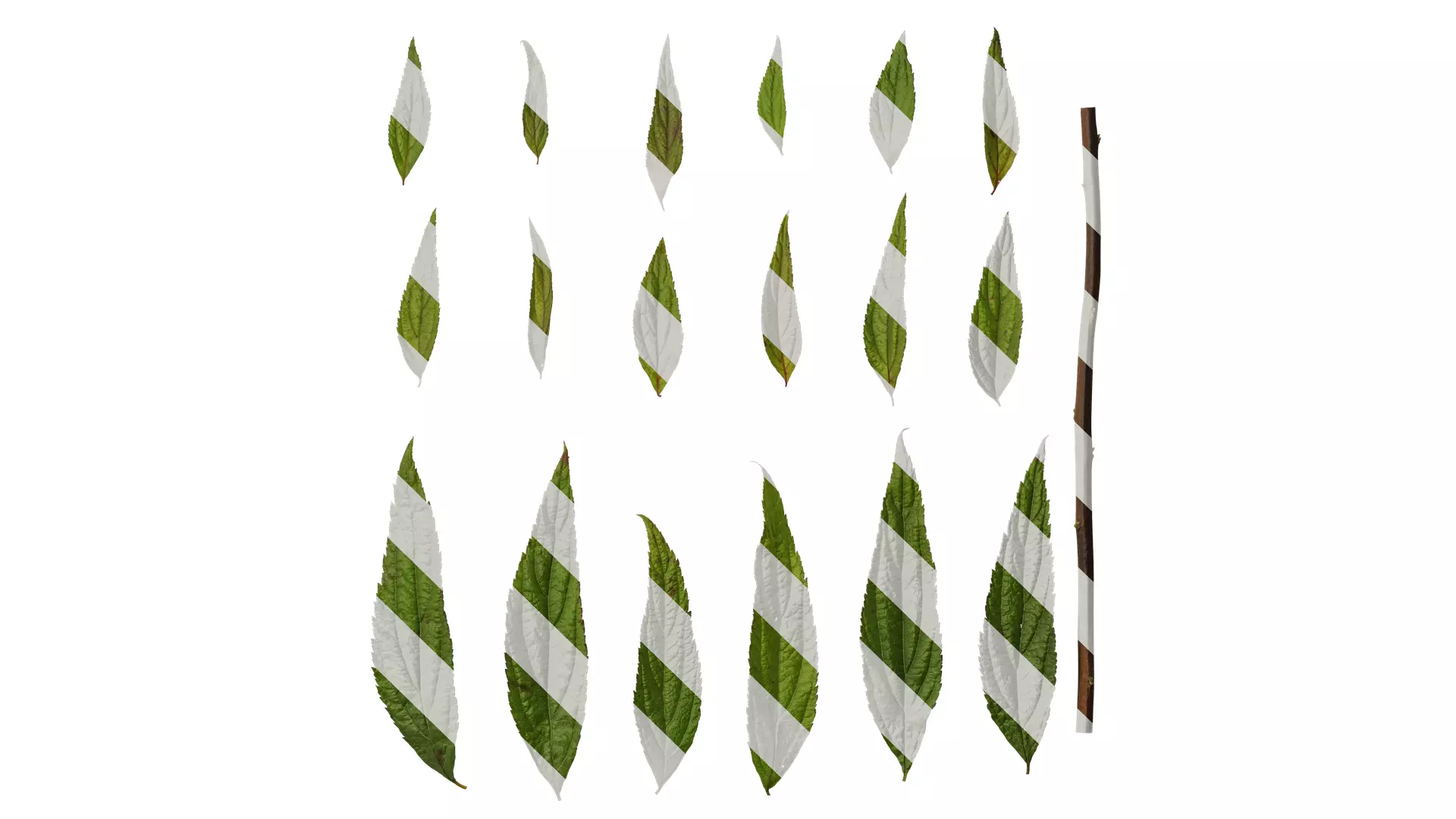 Anydrafts Callicarpa bodinieri Leaf 01 Texture_0