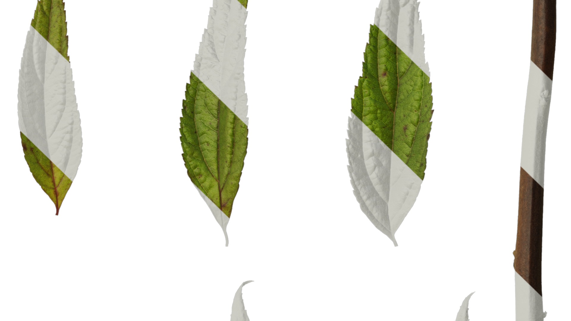 Anydrafts Callicarpa bodinieri Leaf 01 Texture_4