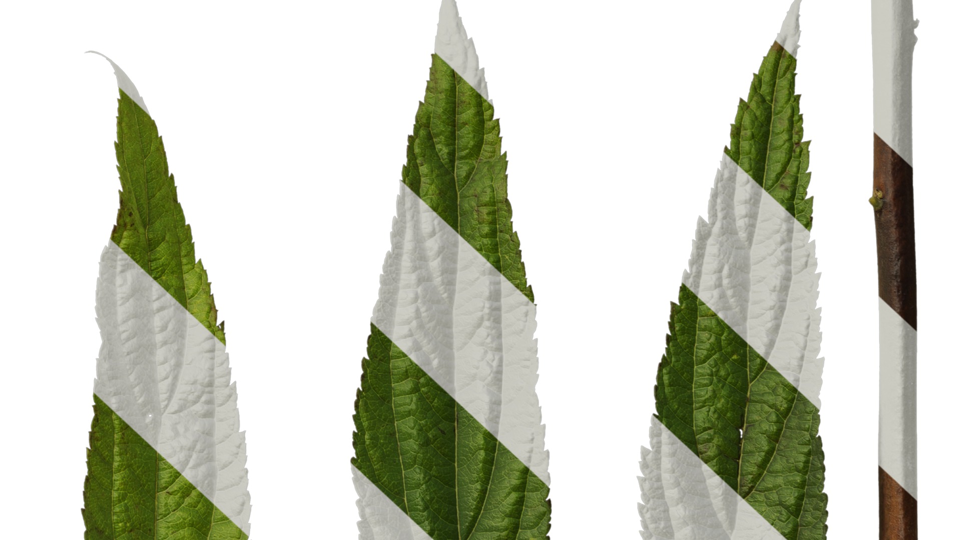 Anydrafts Callicarpa bodinieri Leaf 01 Texture_6