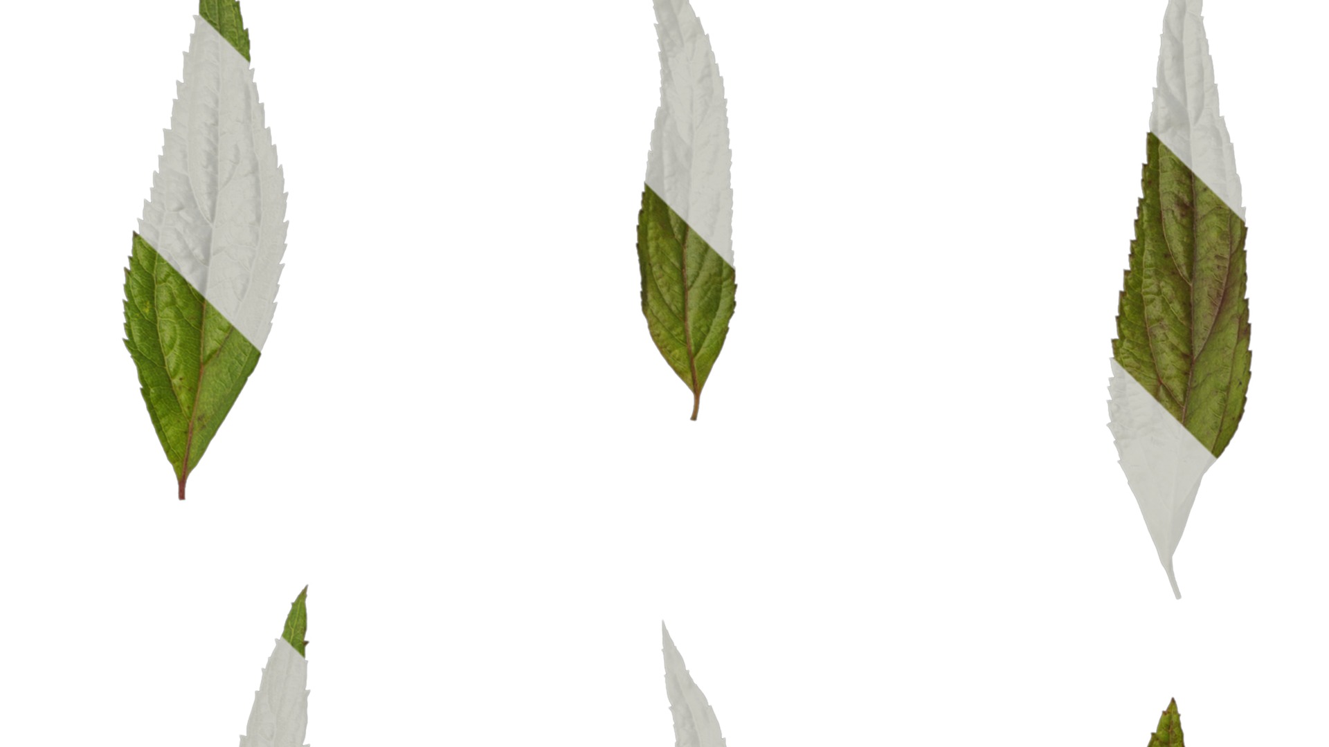 Anydrafts Callicarpa bodinieri Leaf 01 Texture_1