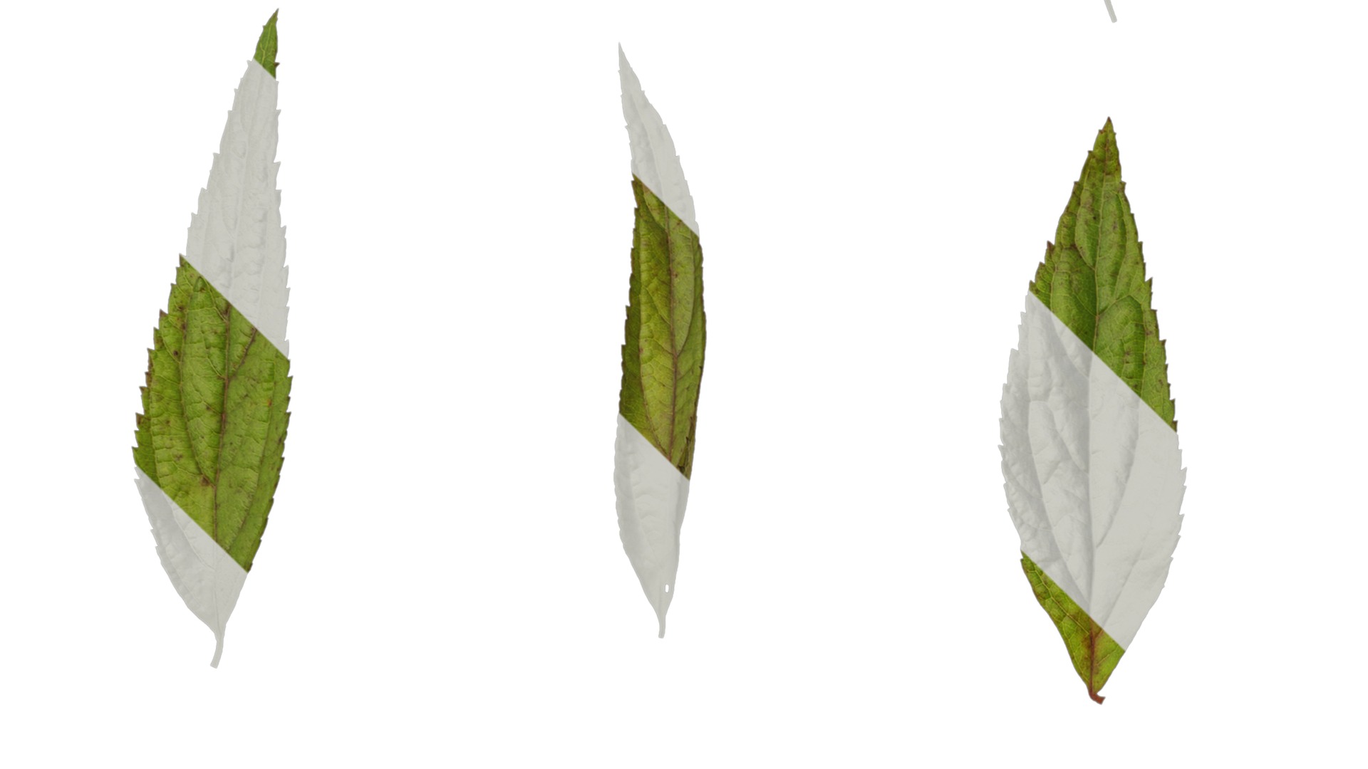 Anydrafts Callicarpa bodinieri Leaf 01 Texture_3