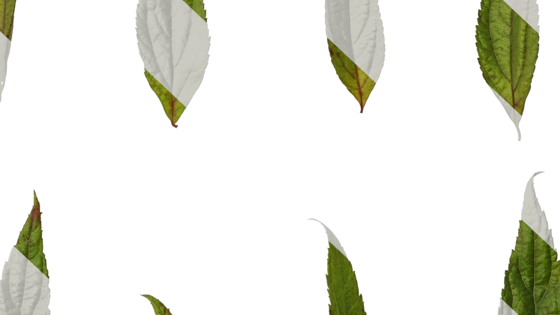 Anydrafts Callicarpa bodinieri Leaf 01 Texture_7