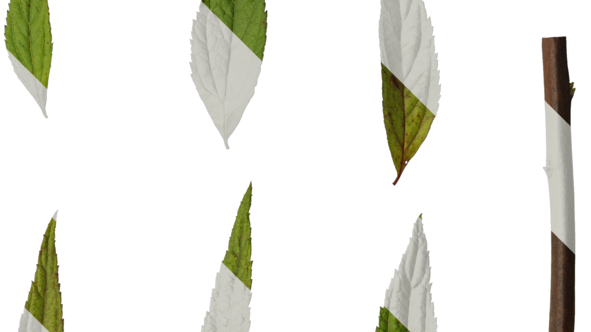 Anydrafts Callicarpa bodinieri Leaf 01 Texture_2