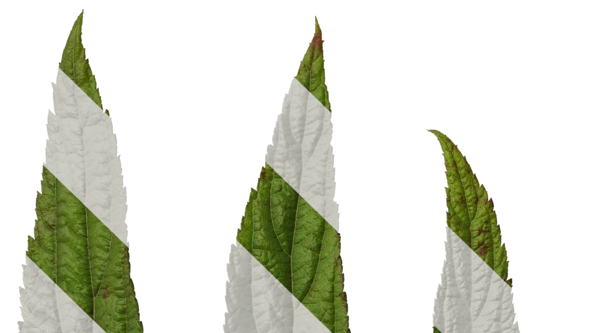 Anydrafts Callicarpa bodinieri Leaf 01 Texture_5