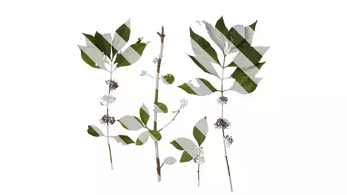 Anydrafts Callicarpa giraldii Atlas 01