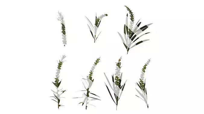 Anydrafts Callistemon viminalis Atlas 05