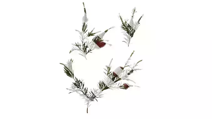 Anydrafts Callistemon viminalis Atlas 06