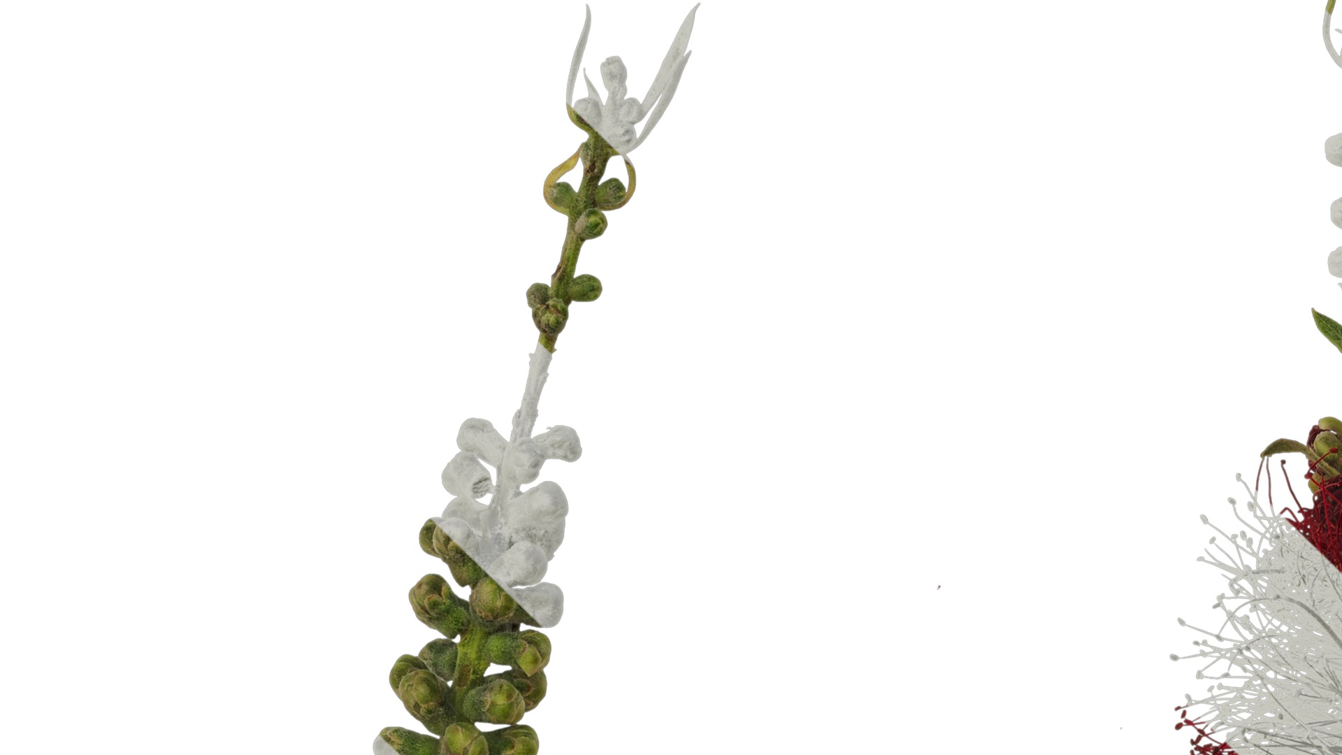 Anydrafts Callistemon viminalis Atlas 08 Texture_1