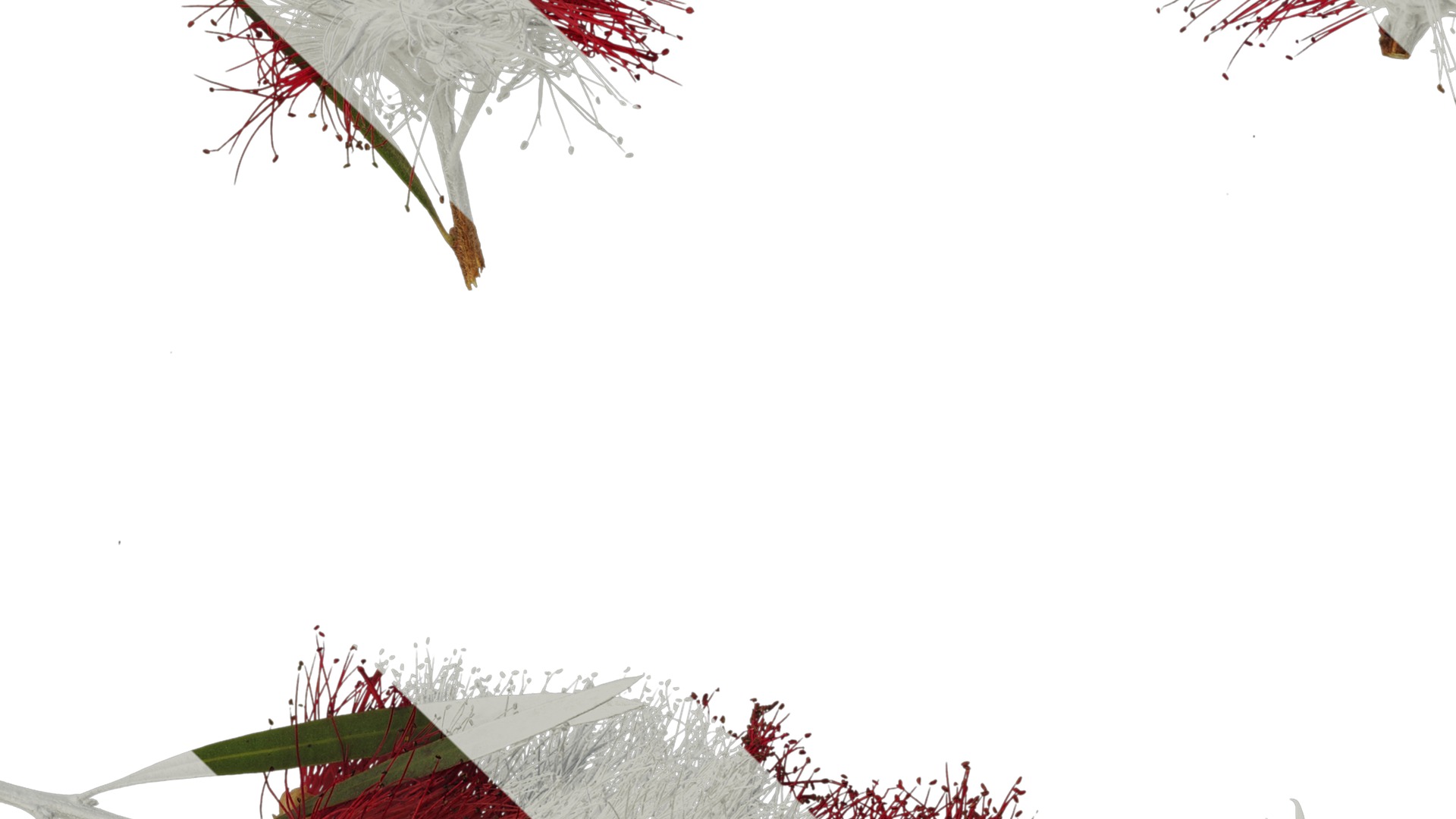 Anydrafts Callistemon viminalis Atlas 08 Texture_5