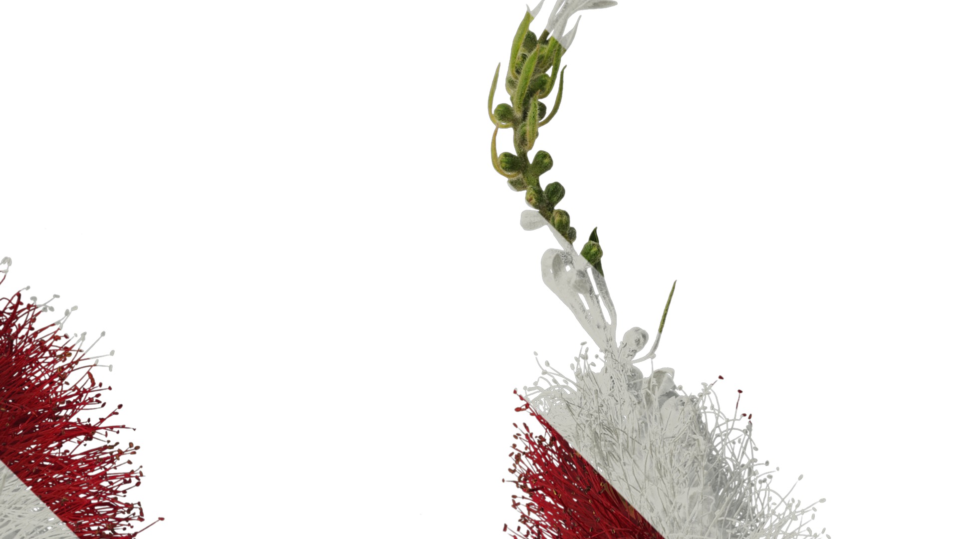 Anydrafts Callistemon viminalis Atlas 08 Texture_2